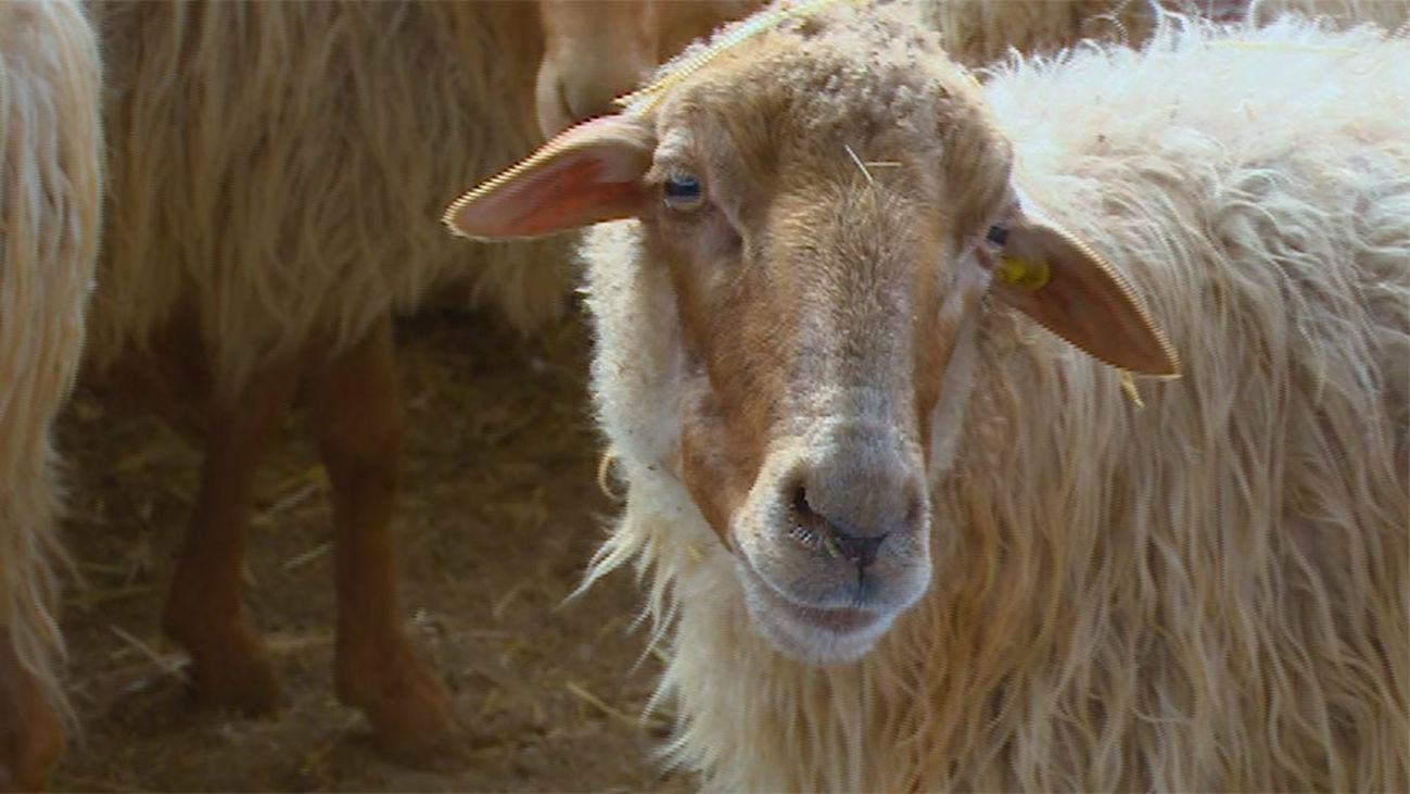 El Vellón: La oveja churra rubia del Molar