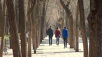 El Ayuntamiento reducirá un 20% el número de árboles en el paseo de Rosales