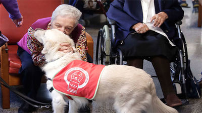 Madrid tendrá perros en residencias y hospitales para ayudar en las terapias