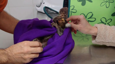 Animalia: Willy tiene que pasar por quirófano