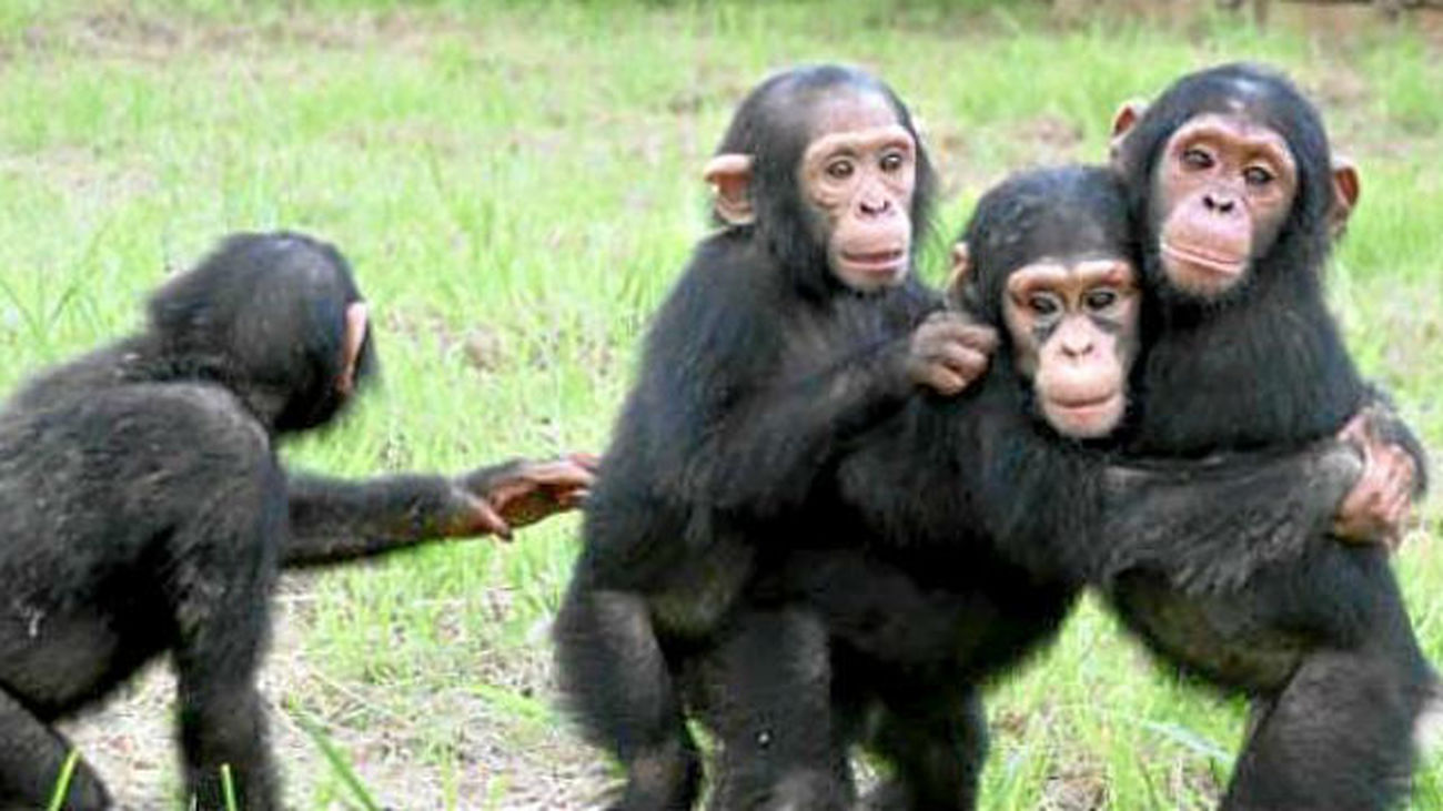 La Nasa ayuda a proteger los chimpancés donde comenzó a trabajar Jane Goodall