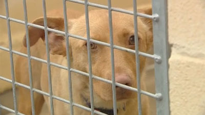 Se dispara el abandono de perros