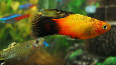 Las especies más usadas para la investigación, en una muestra del CSIC