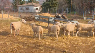 Horcajo de la Sierra: El chef de Aoslos que cambió de vida