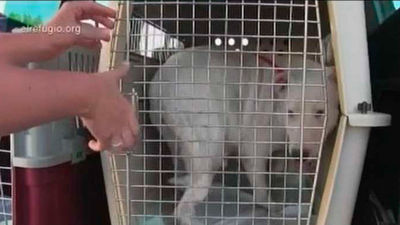 Piden 40 años de cárcel para el cazador de Villa del Prado acusado de maltratar a 55 perros