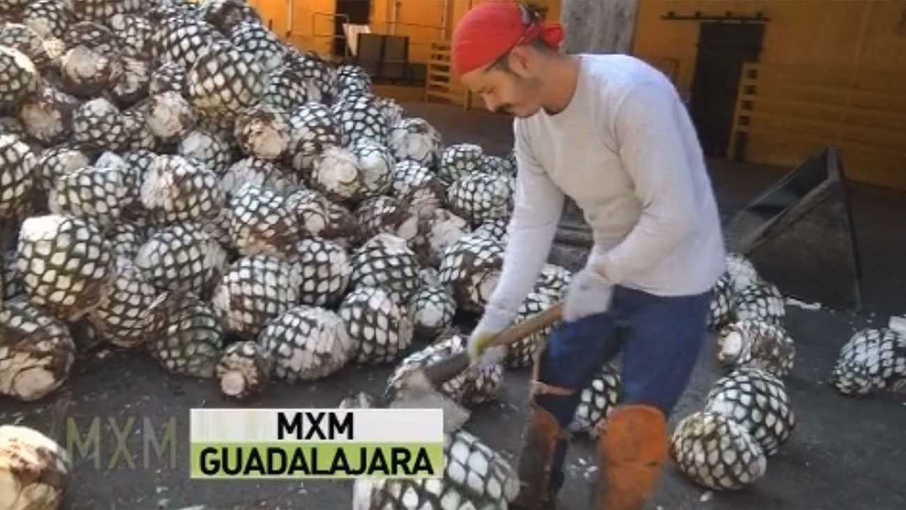 Tequila, el licor mágico de México