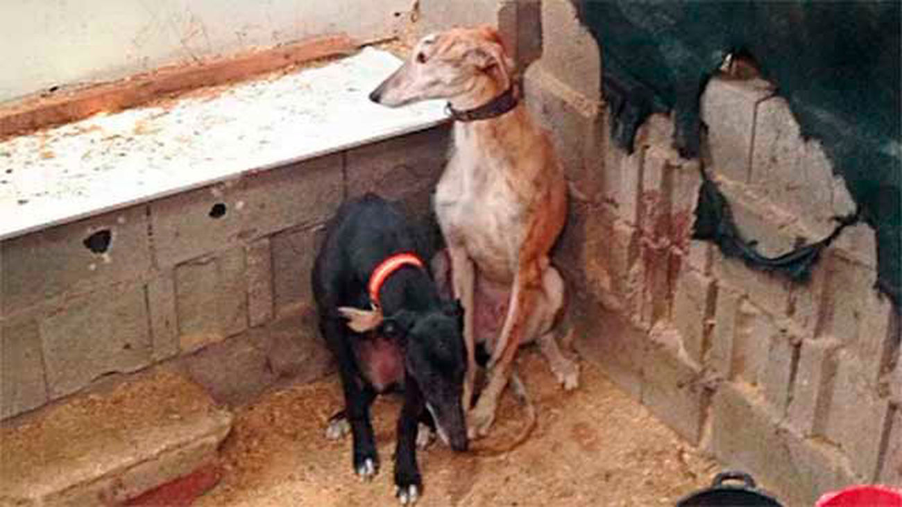 Recuperados 4 galgos desnutridos y hacinados en la Cañada Real