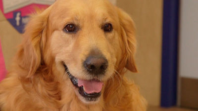 Animalia: La colonoscopia de Killer