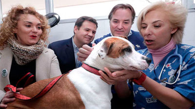 Entra en vigor la Ley de Protección de Animales de Compañía, con el 'sacrificio cero'