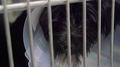 Animalia: Cálculos en el riñón, todo un suplicio