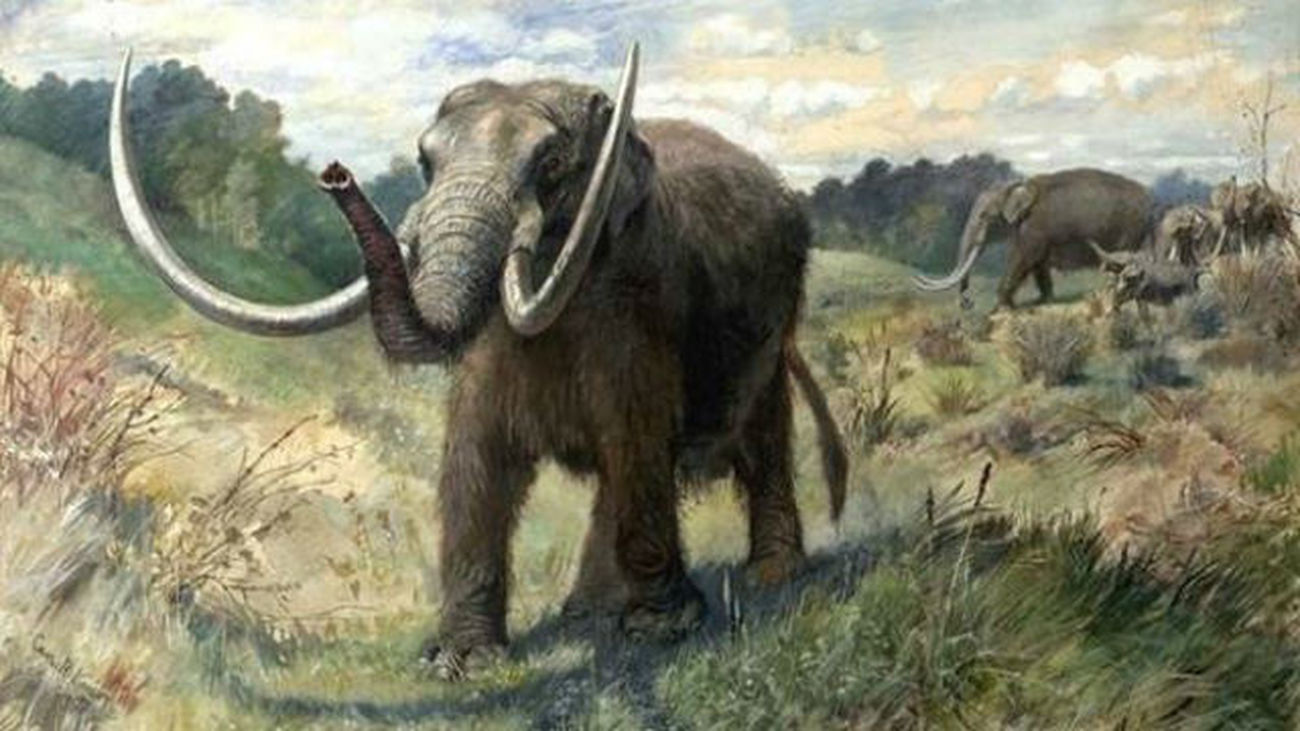 El 'mamutfante' será una nueva  especie en dos años