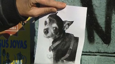 El robo de perros, un nuevo negocio