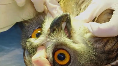 El hospital de animales salvajes de GREFA