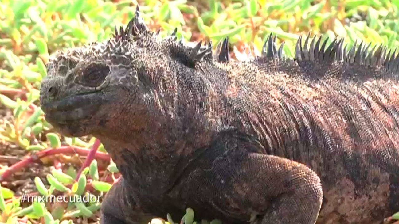 Galápagos, el paraíso en Ecuador