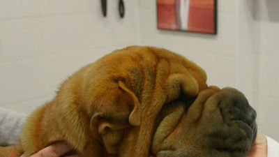 Animalia: Un lifting para Berta