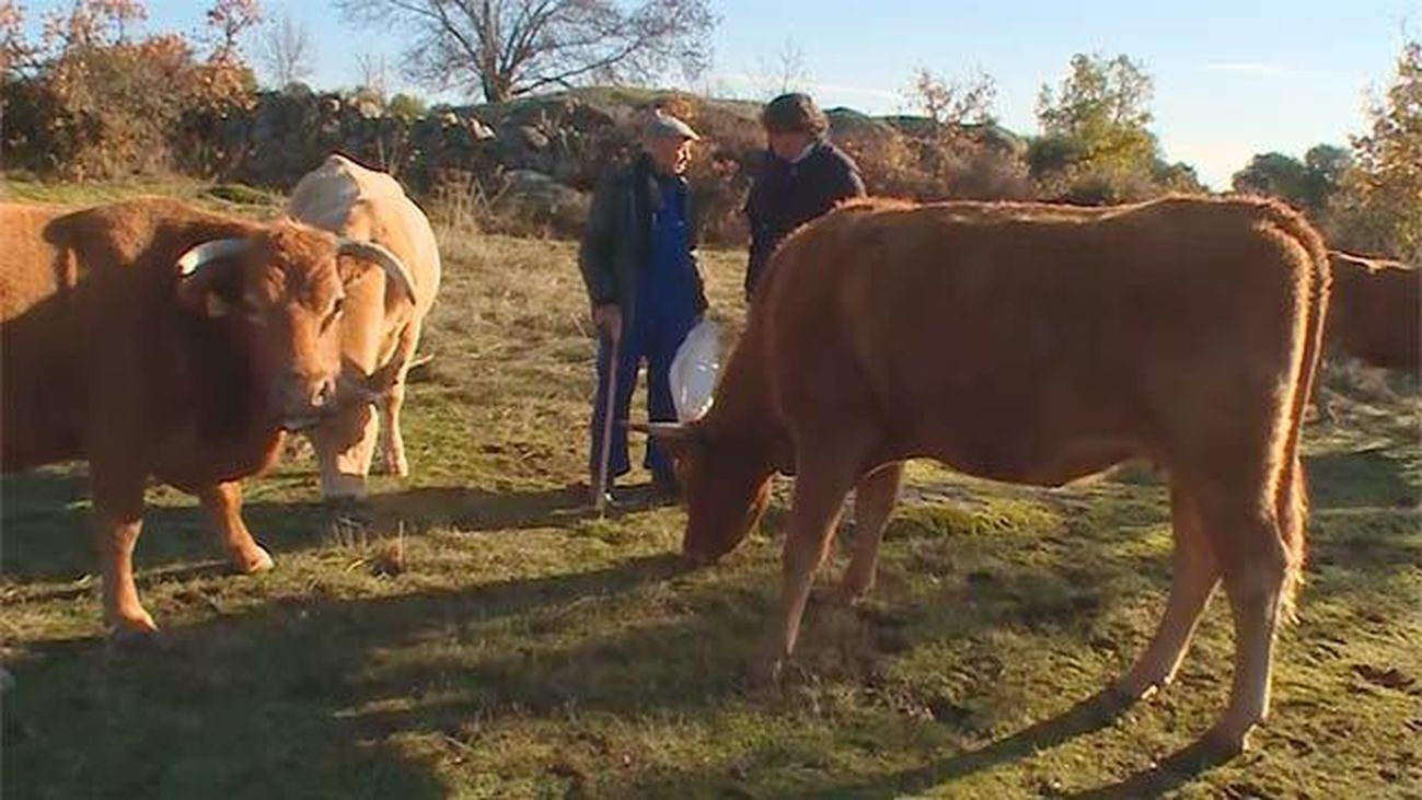 Las Navas de Buitrago mantiene su tradición ganadera