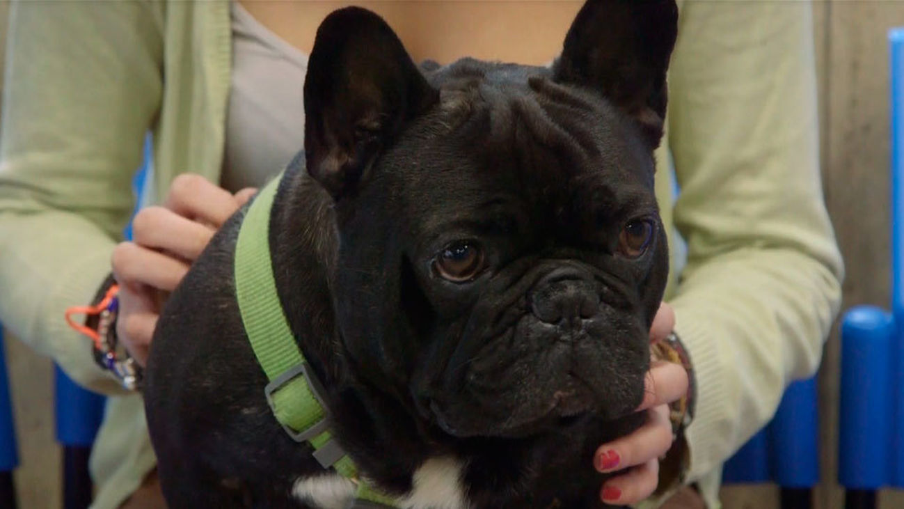 Animalia: Lolo, un bulldog que necesita dejar de roncar