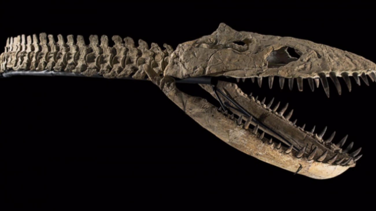 Marruecos está dispuesto a pagar para recuperar su dinosaurio