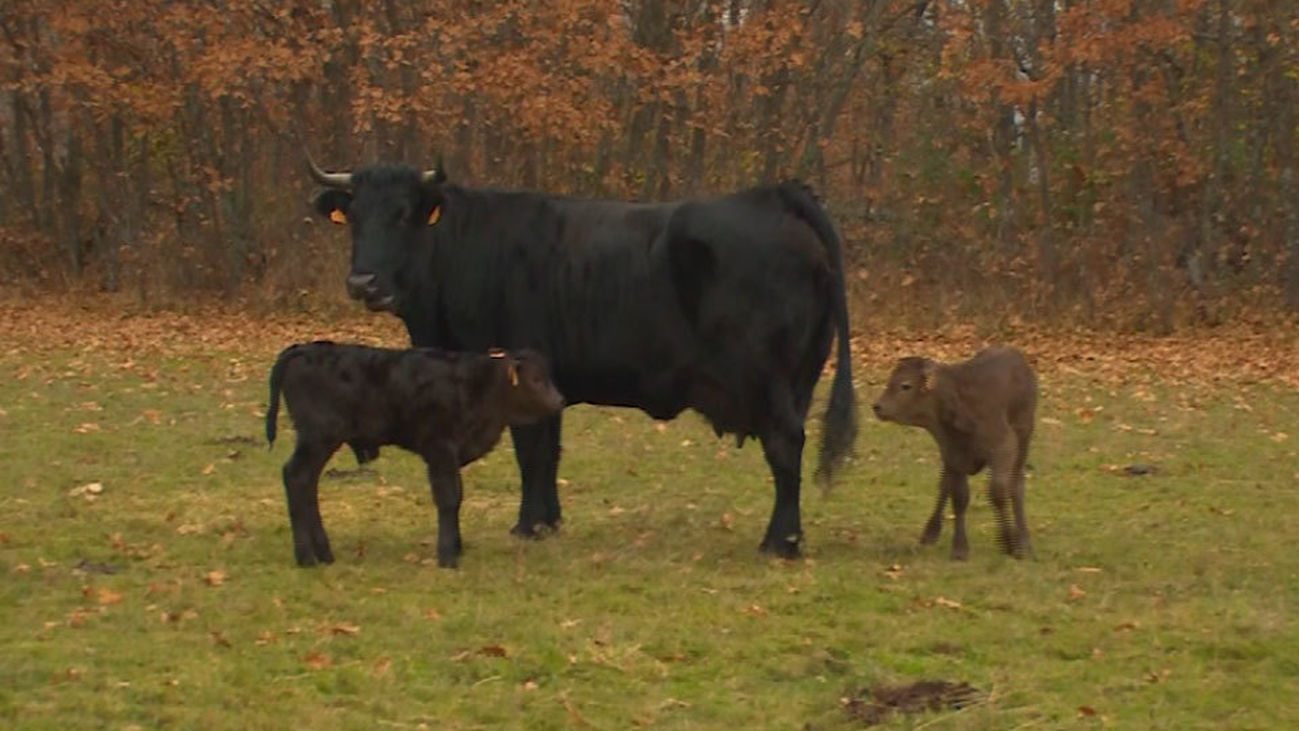 La vida ganadera de la Serna del Monte