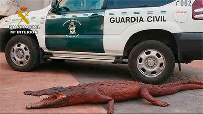 El SEPRONA detiene 59 personas por tráfico de especies