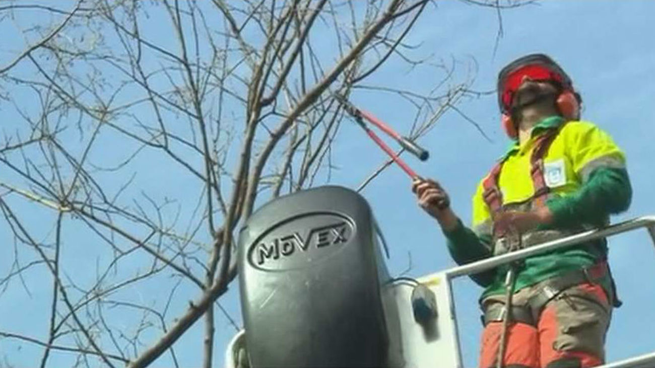 Polémica en Aranjuez por las podas