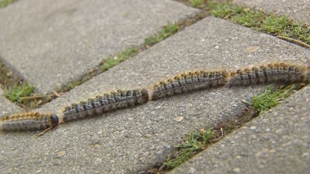 Las orugas invaden San Blas