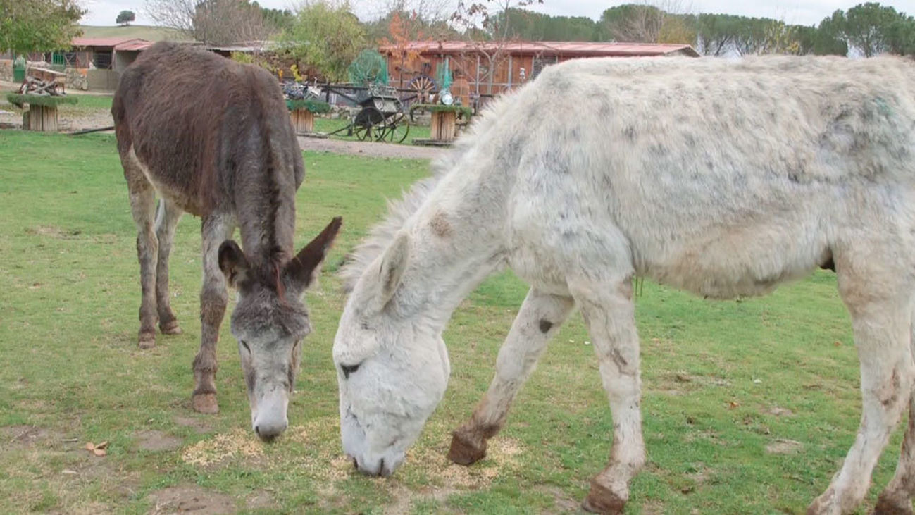 Animalia: Burrolandia, el paraíso de los asnos