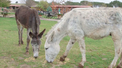 Animalia: Burrolandia, el paraíso de los asnos