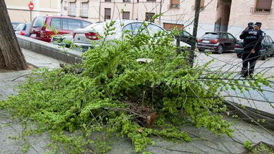 Toledo: Fallece una niña de 12 años tras caerle una rama al salir del colegio