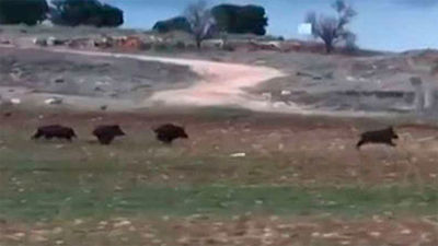 Aranjuez instalará señales de  peligro en la carretera de Ontígola por el paso de jabalíes