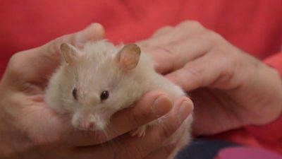 Animalia: A Bebé se le complica su neumonía