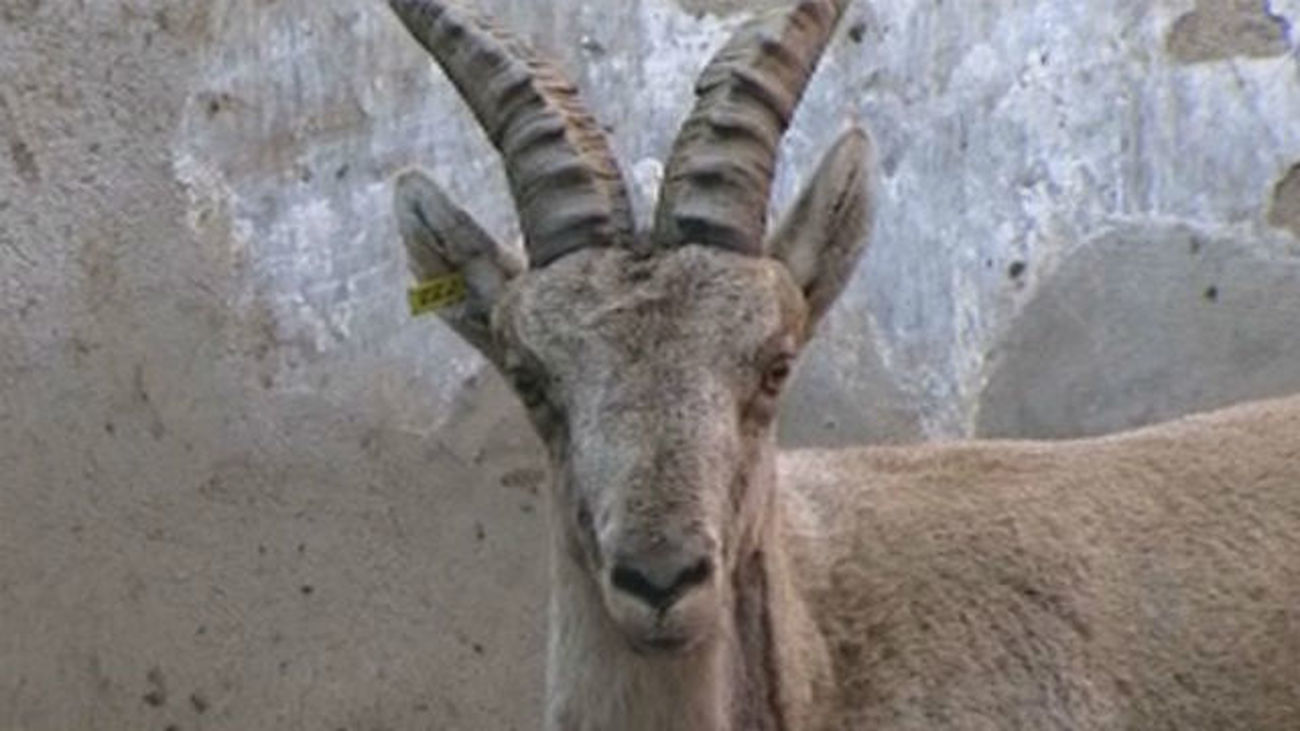 El Tribunal Superior mantiene en suspenso el plan de reducir población de cabras en la Sierra