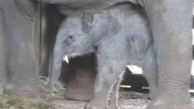 Nace la segunda cría de elefante asiático de Sumatra en el Zoo de Madrid
