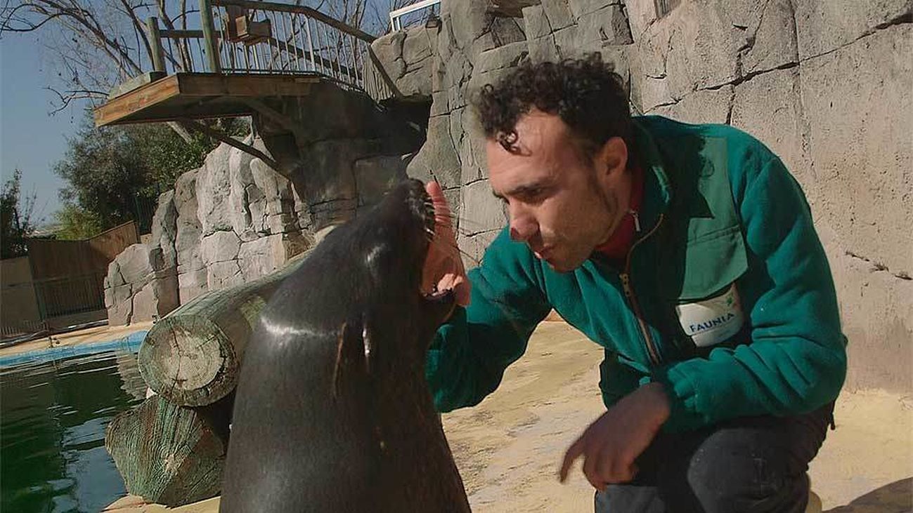 Animalia: Cómo se cuida a un oso marino