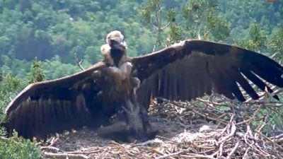 Sustituirán placa robada para el control de buitres negros en El Paular