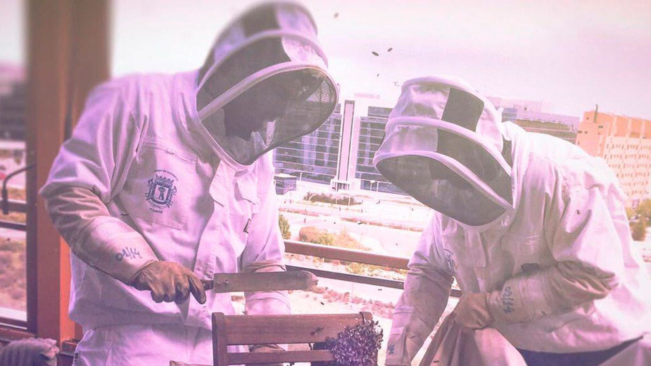 ¿Qué hacemos si un panal de abejas se queda a vivir en nuestra casa?