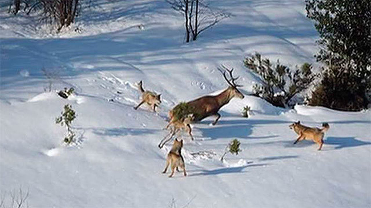 El documental 'Cantábrico' de Joaquín Gutiérrez Acha se estrena este viernes