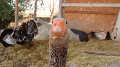 Animalia: Wings of heart, el santuario de animales abandonados