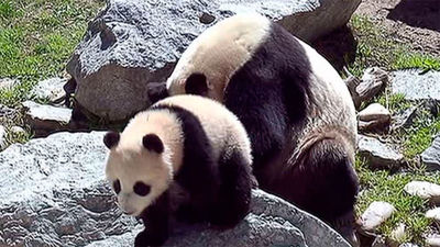 Chulina, la cría de oso panda del Zoo Aquarium de Madrid, "presentada en sociedad"