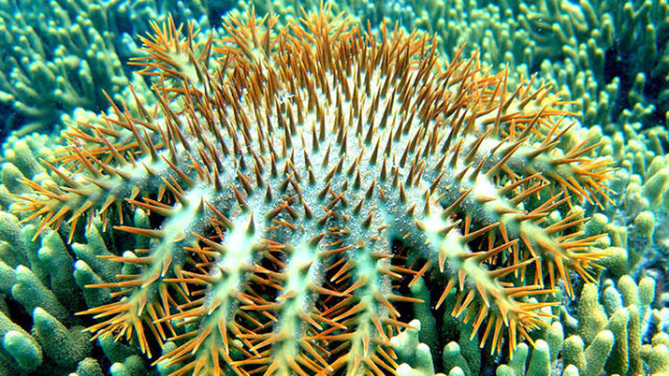 Científicos secuencian el ADN de una estrella de mar depredadora de los arrecifes de coral