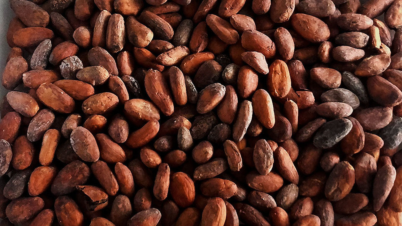 Semillas de cacao
