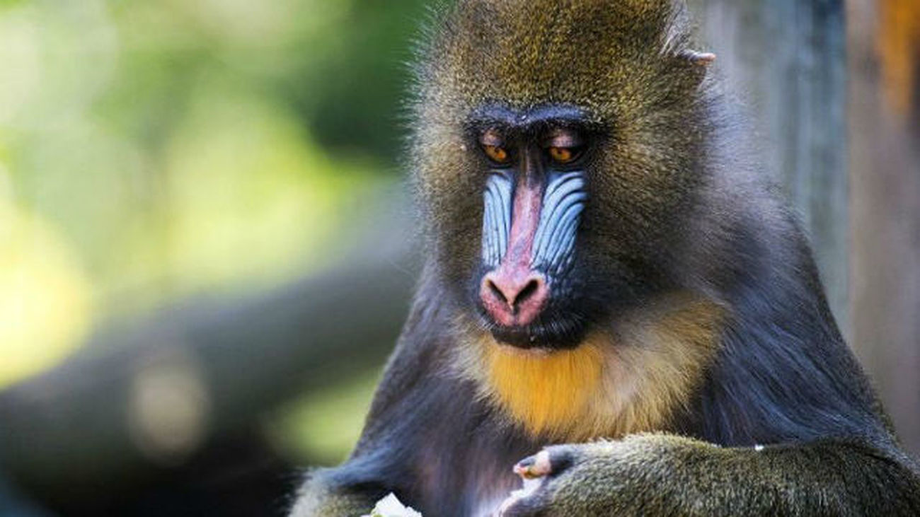 Los mandriles utilizan el olfato para evitar a los enfermos, según un estudio