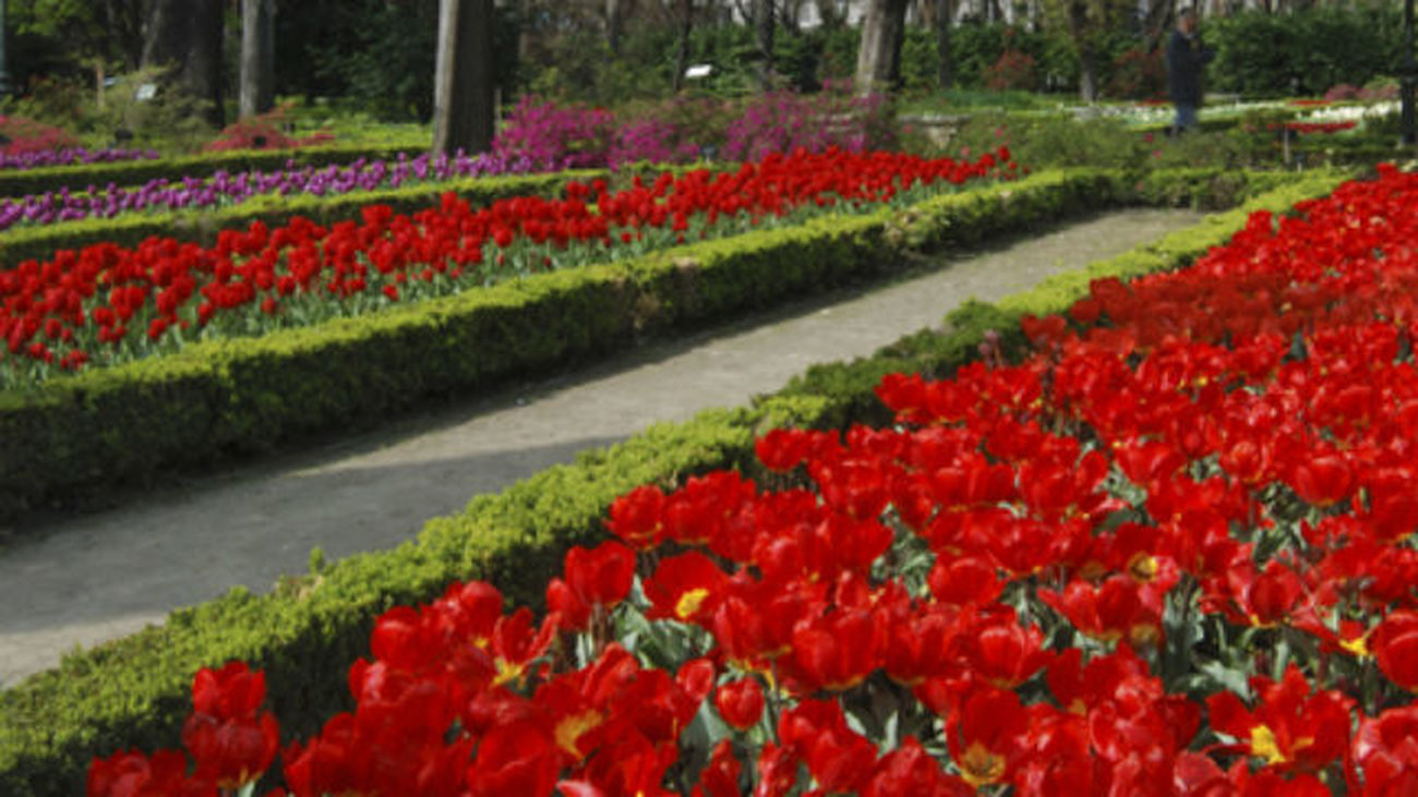 Una alfombra de tulipanes ilumina el Real Jardín Botánico de Madrid