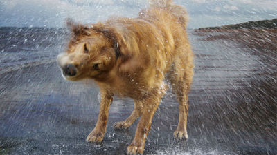 Majadahonda recuerda la obligación de censar a las mascotas