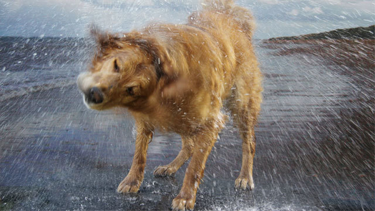 Majadahonda recuerda la obligación de censar a las mascotas