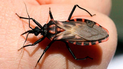 Día mundial de las Chagas ¿qué es?
