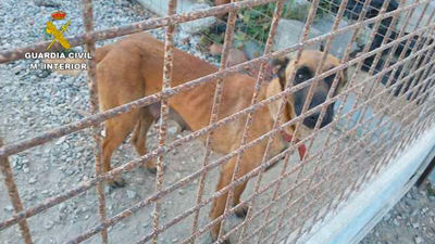 El Gobierno endurece las penas por maltrato animal a hasta 36 meses de cárcel