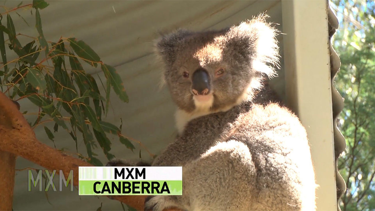 Marsupiales, la fauna endémica australiana