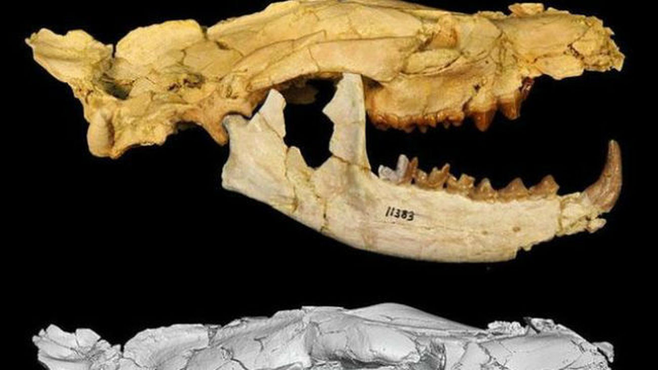 "Pequeño Anubis", el carnívoro de 34 millones de años hallado en Egipto