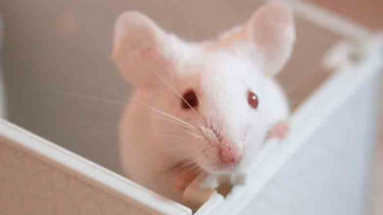Una proteína del cordón umbilical regenera el cerebro envejecido de ratones